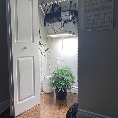 Martha growlog photo: View from desk 1x straight on and 2x with slight tilt 