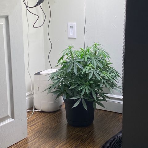 Martha growlog photo: View from desk 1x straight on and 2x with slight tilt 