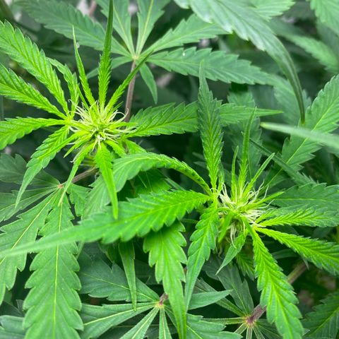 Martha growlog timeline photo