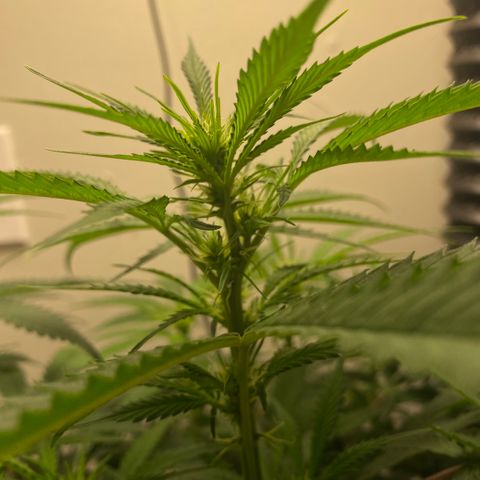 Martha growlog timeline photo