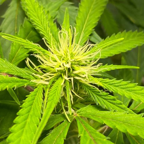 Martha growlog timeline photo