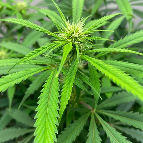 Martha growlog timeline photo