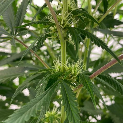Martha growlog timeline photo