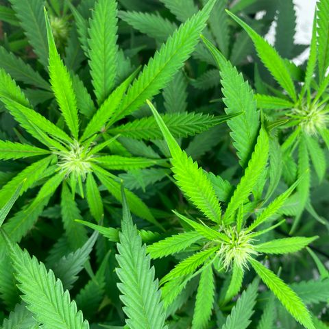 Martha growlog timeline photo