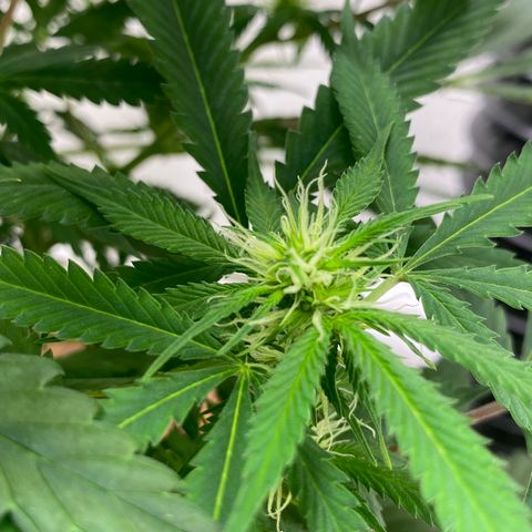 Martha growlog timeline photo