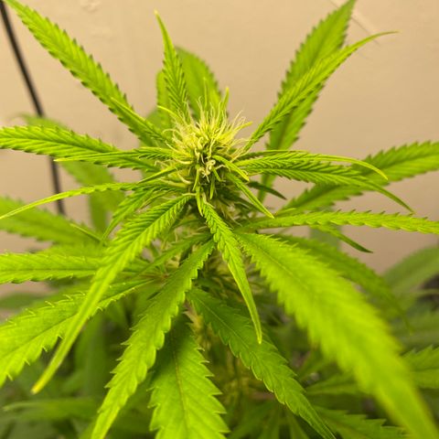 Martha growlog timeline photo