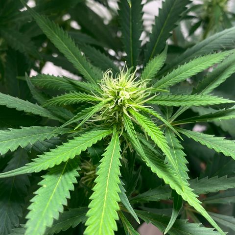 Martha growlog photo: Potential cal mag deficiency?