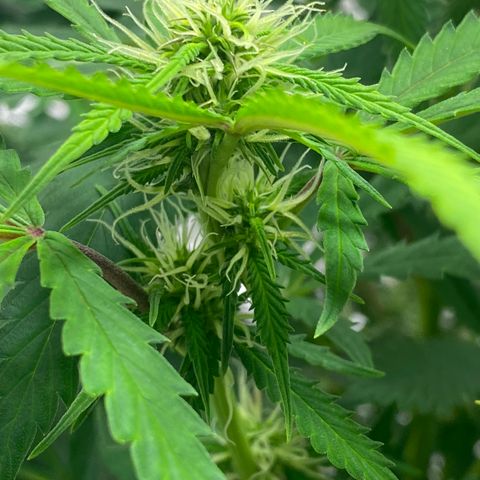 Martha growlog photo: Potential cal mag deficiency?