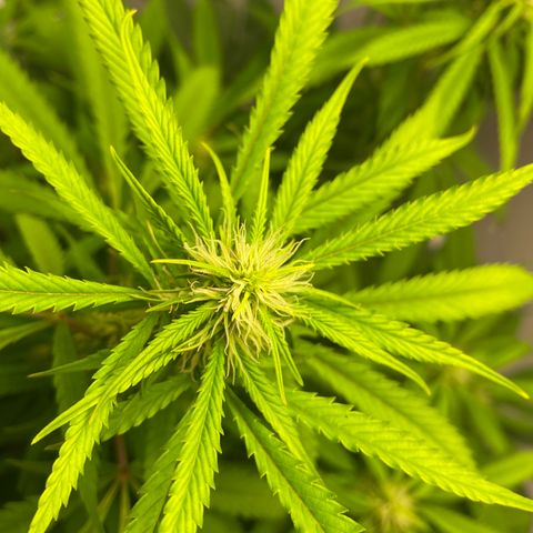 Martha growlog photo: Potential cal mag deficiency?