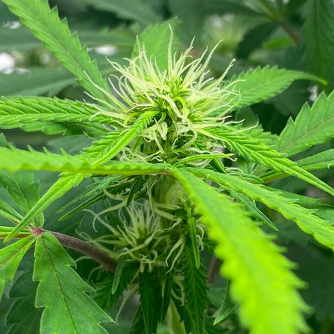 Martha growlog photo: Potential cal mag deficiency?