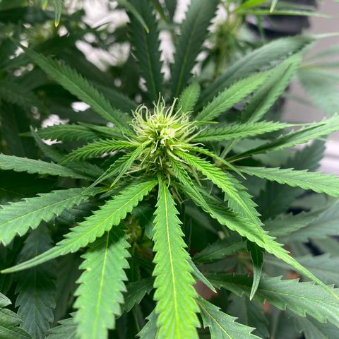 Martha growlog photo: Potential cal mag deficiency?