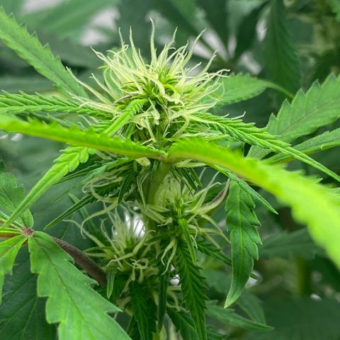 Martha growlog photo: Potential cal mag deficiency?