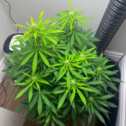Martha growlog photo: Potential cal mag deficiency?