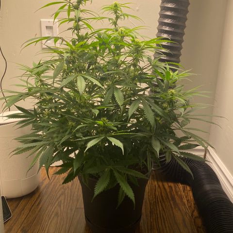 Martha growlog photo: Before adding Epson salts to her feed