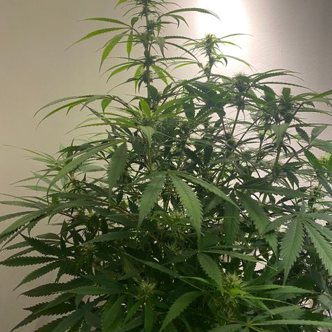Martha growlog photo: Before adding Epson salts to her feed