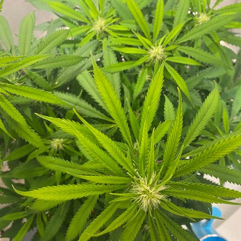 Martha growlog photo: Before adding Epson salts to her feed