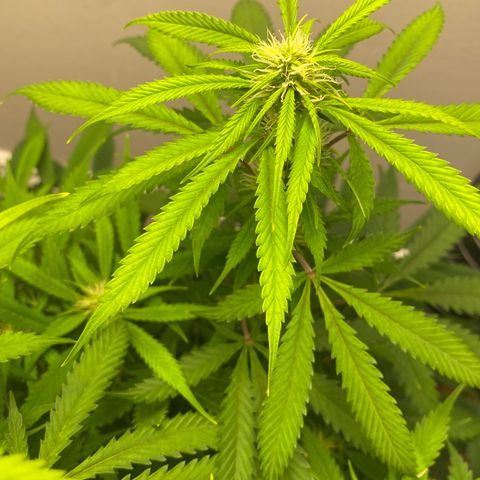 Martha growlog photo: Potential cal mag deficiency?
