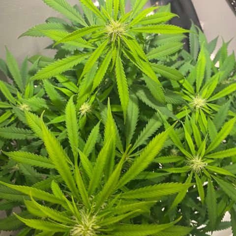 Martha growlog photo: Before adding Epson salts to her feed