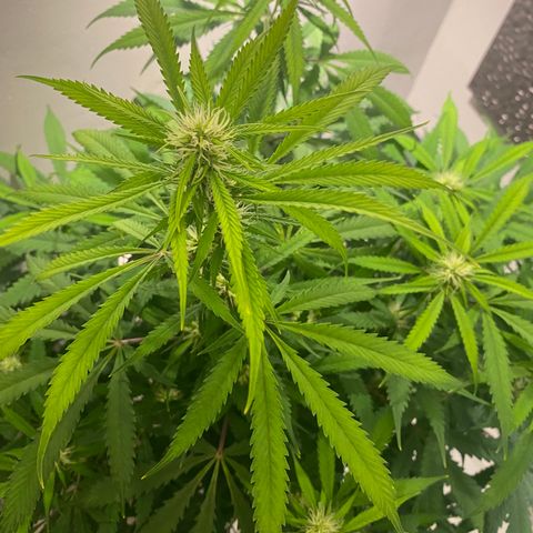 Martha growlog photo: Before adding Epson salts to her feed