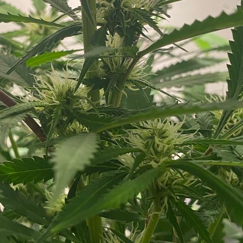 Martha growlog photo: Before adding Epson salts to her feed
