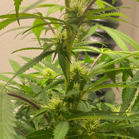 Martha growlog photo: Potential cal mag deficiency?