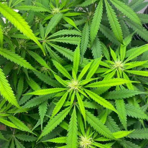 Martha growlog photo: Potential cal mag deficiency?