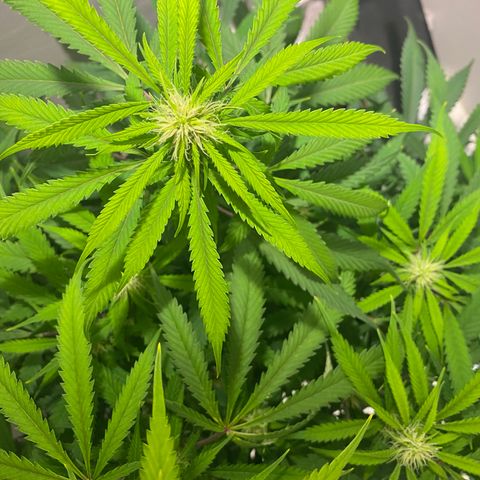 Martha growlog photo: Before adding Epson salts to her feed