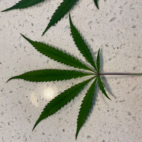 Martha growlog timeline photo