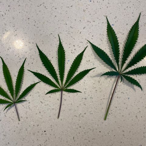 Martha growlog timeline photo