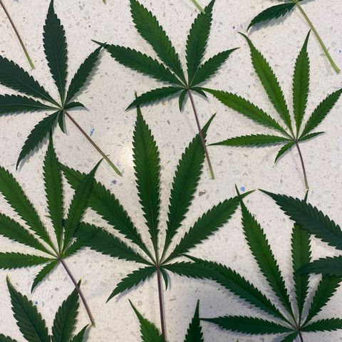 Martha growlog timeline photo