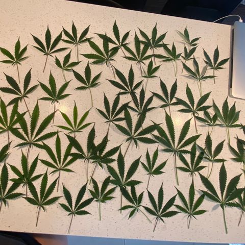 Martha growlog timeline photo