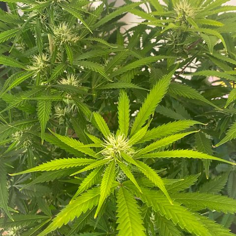 Martha growlog photo: Removed two lower leaves (yellow)