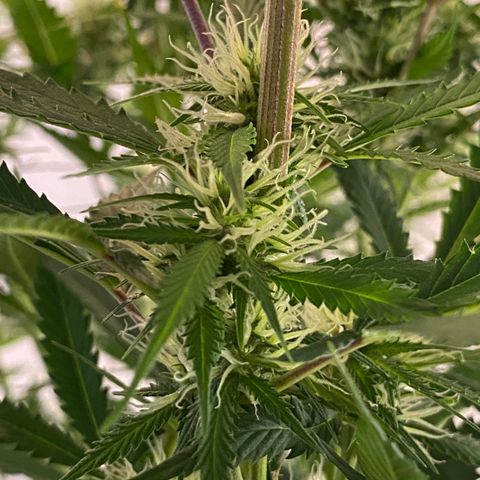 Martha growlog photo: Removed two lower leaves (yellow)