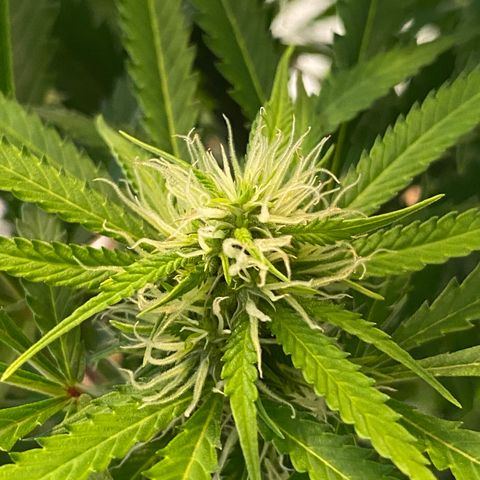 Martha growlog photo: Removed two lower leaves (yellow)