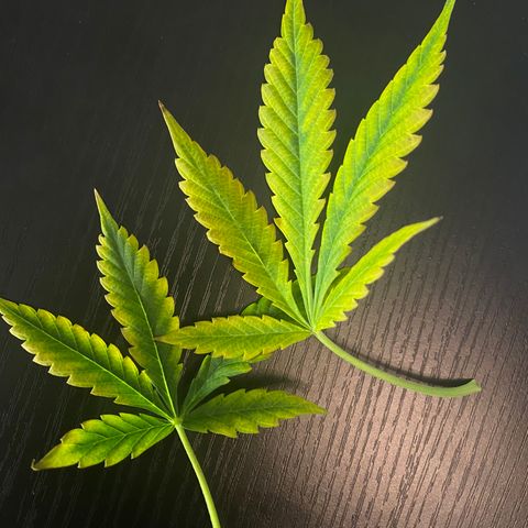 Martha growlog photo: Removed two lower leaves (yellow)