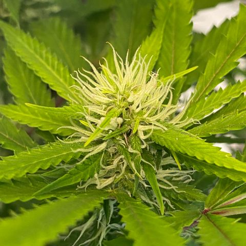 Martha growlog photo: Removed two lower leaves (yellow)