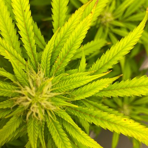 Martha growlog timeline photo