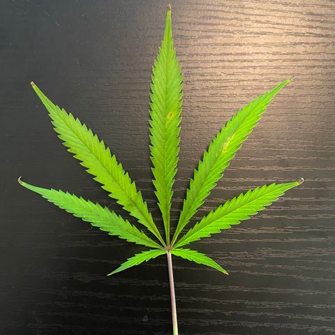 Martha growlog timeline photo