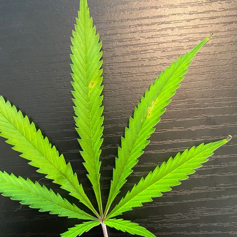 Martha growlog timeline photo