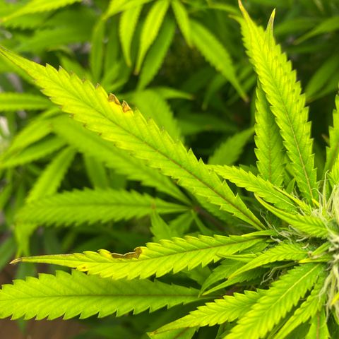 Martha growlog timeline photo