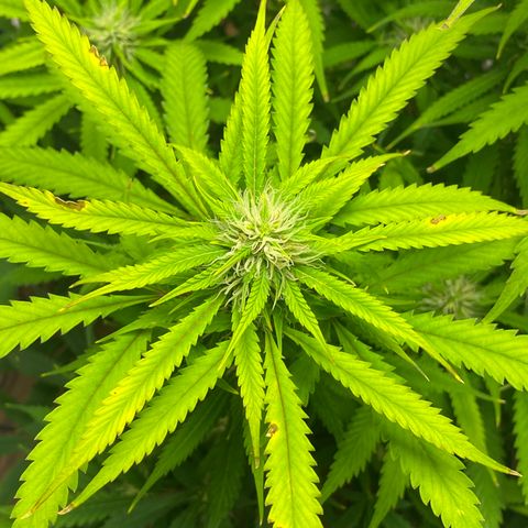 Martha growlog timeline photo