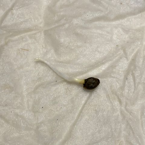 Sabrina growlog timeline photo