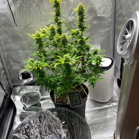 Martha growlog timeline photo
