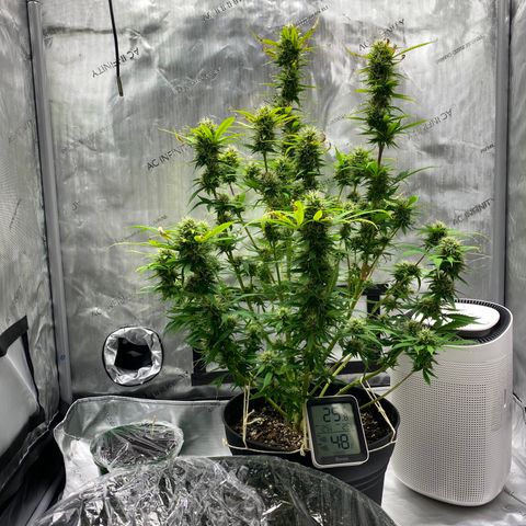 Martha growlog timeline photo