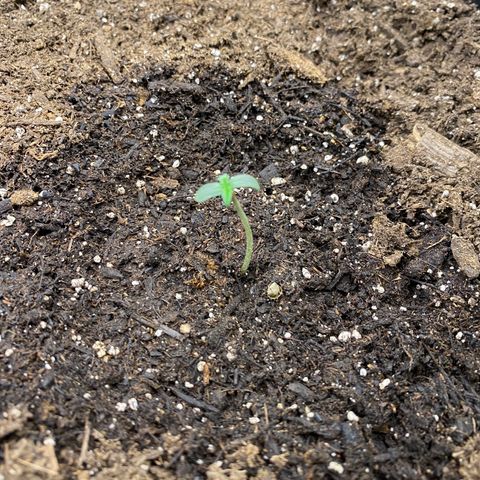 Sabrina growlog timeline photo