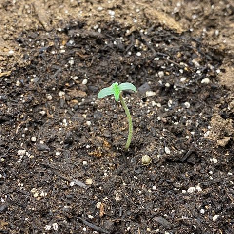 Sabrina growlog timeline photo