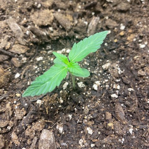 Sabrina growlog timeline photo