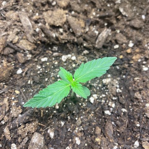 Sabrina growlog timeline photo