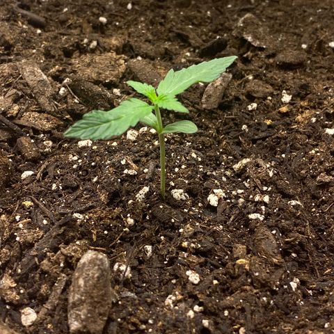 Sabrina growlog timeline photo