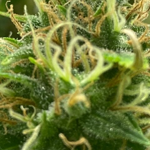 Martha growlog timeline photo